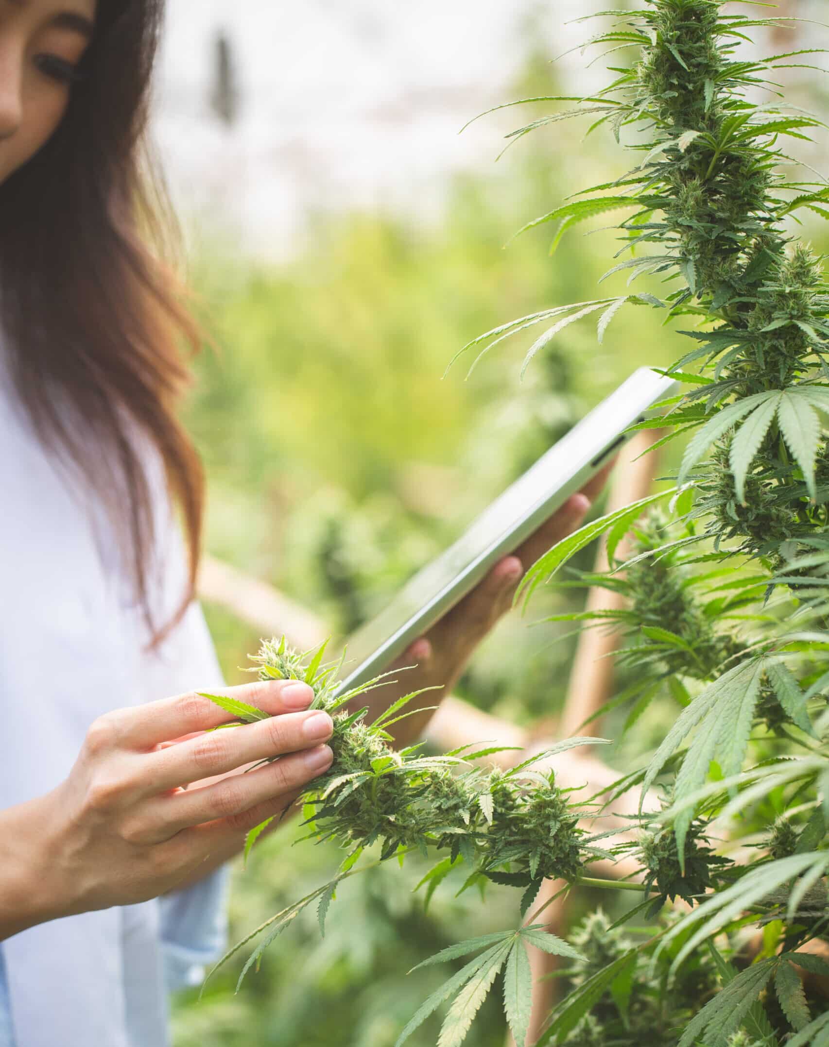 Cultivation SOPs